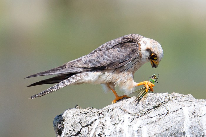 Red-footed Falcon