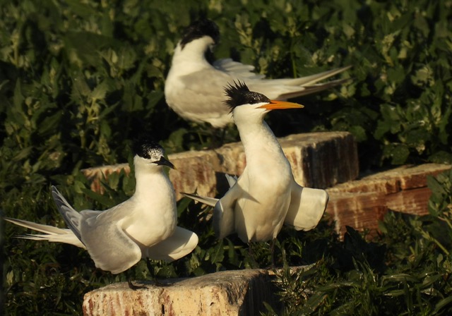Elegant Tern