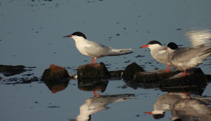 Roseate Tern