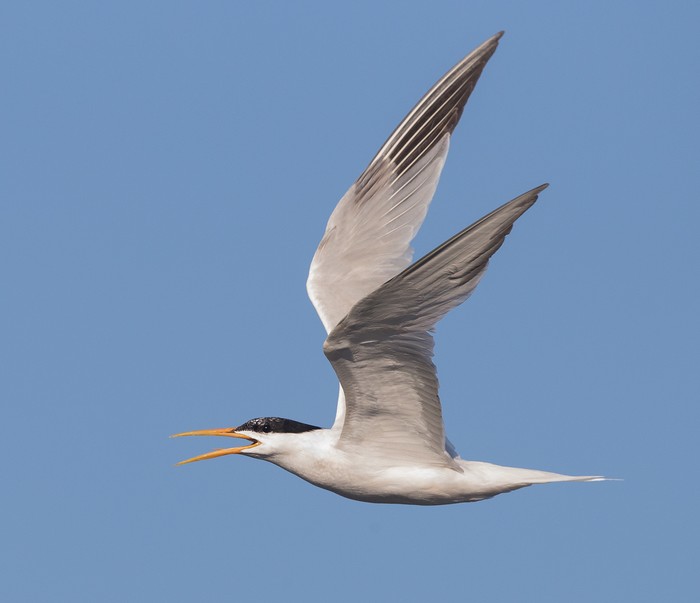 Elegant Tern