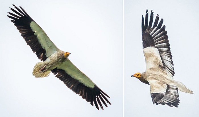 Egyptian Vulture