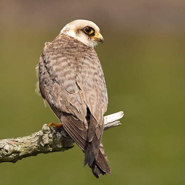 Red-footed Falcon