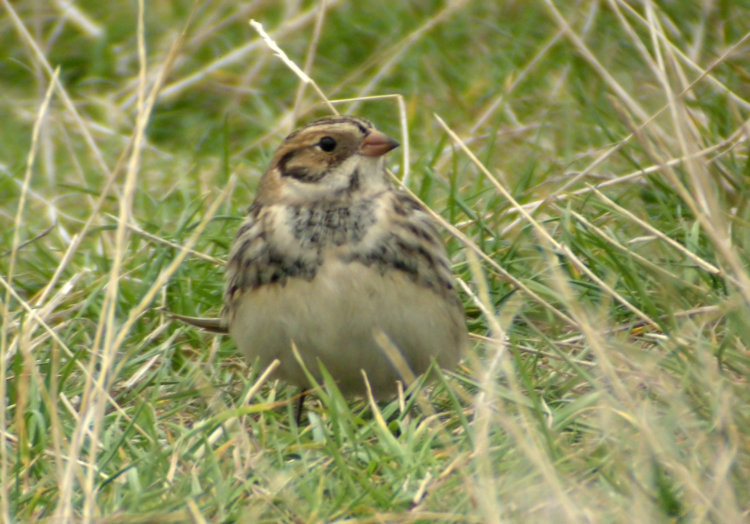Lapland Bunting