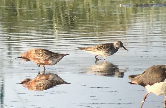 White-rumped Sandpiper