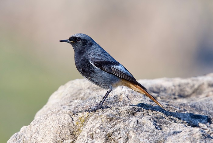 Black Redstart 