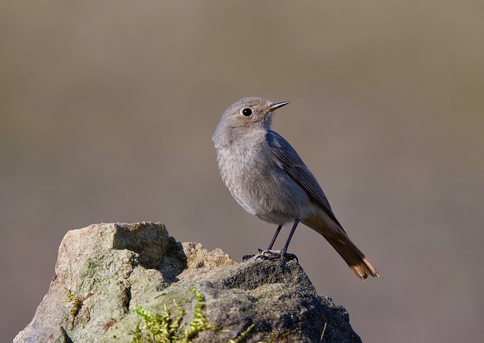 Black Redstart 