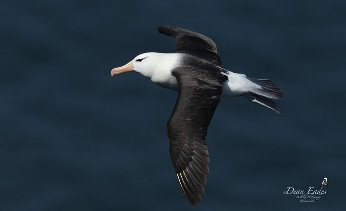 Black-browed Albatross