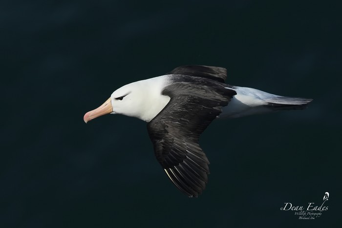 Black-browed Albatross