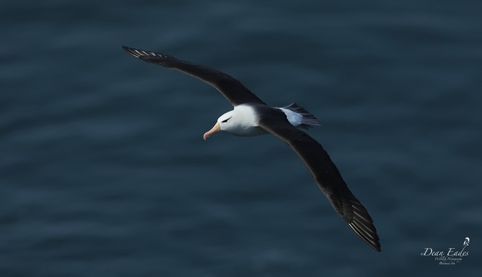 Black-browed Albatross