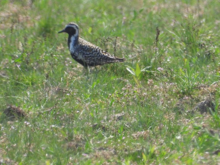 Pacific Golden Plover