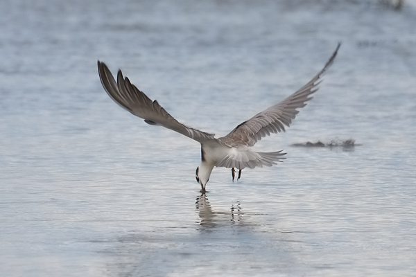Black Tern