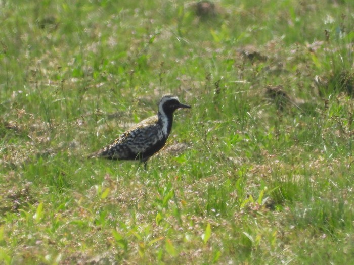 Pacific Golden Plover