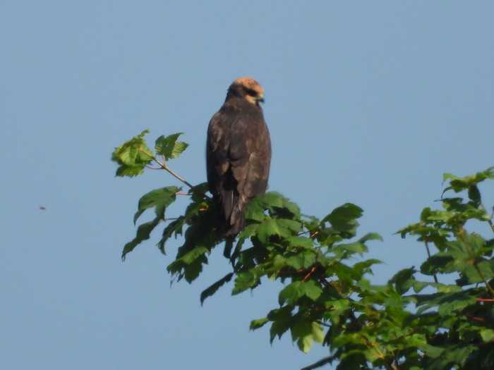 Marsh Harrier