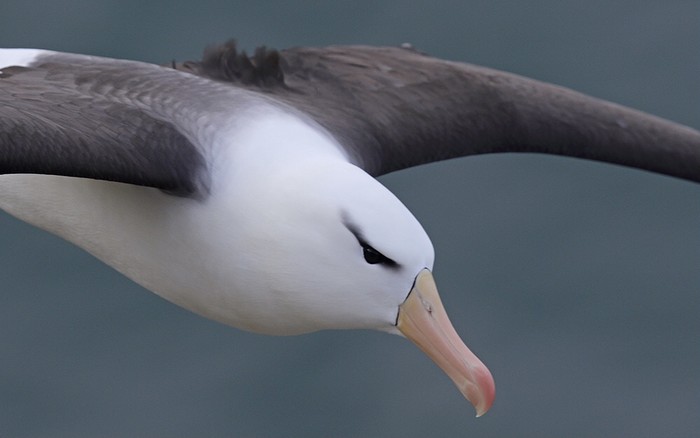 Black-browed Albatross