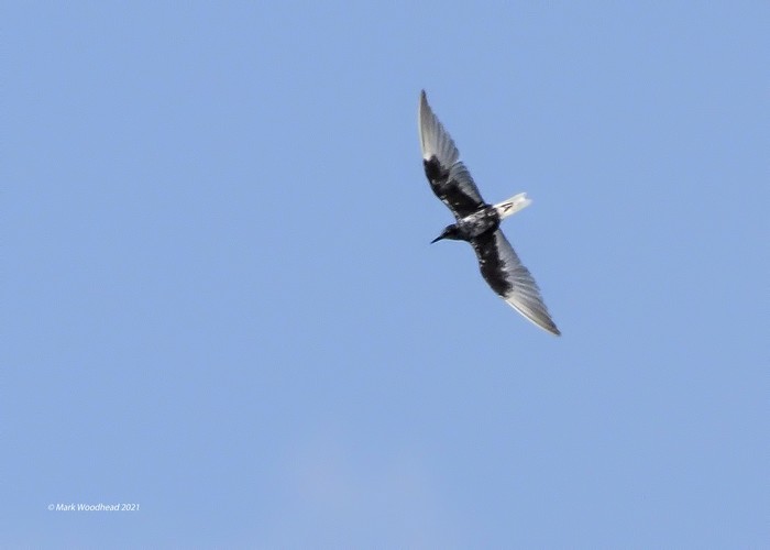 White-winged Black Tern