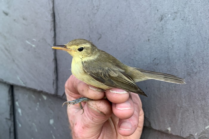 Melodious Warbler