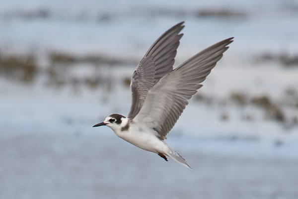 Black Tern