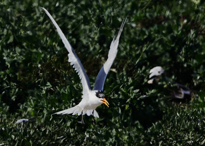 Elegant Tern
