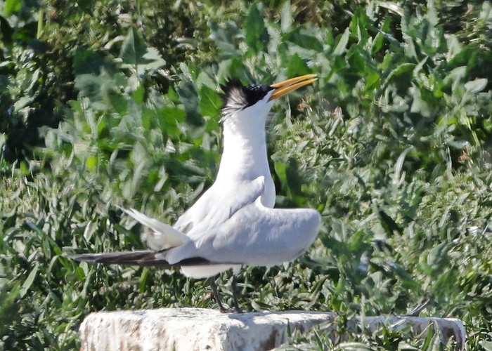 Elegant Tern