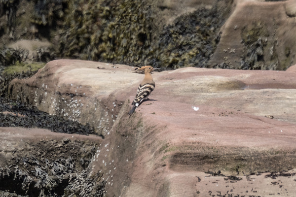Hoopoe