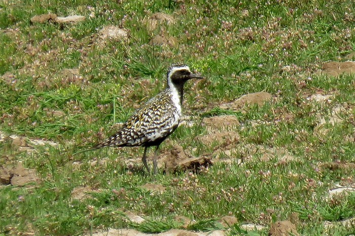 Pacific Golden Plover
