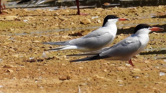 Common Tern