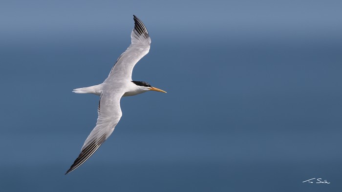 Elegant Tern