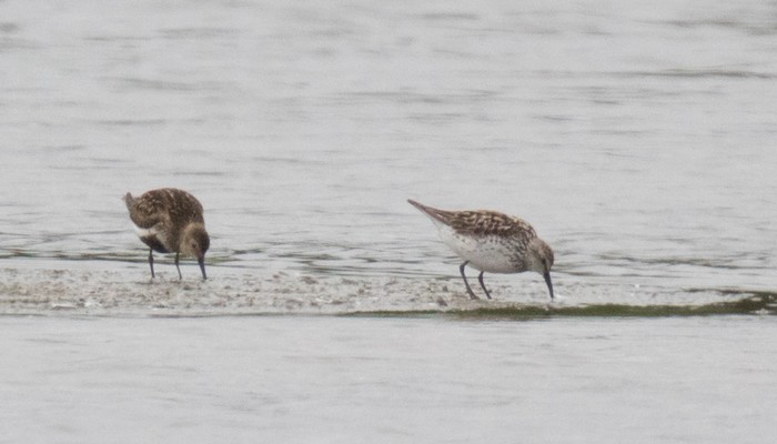 White-rumped Sandpiper
