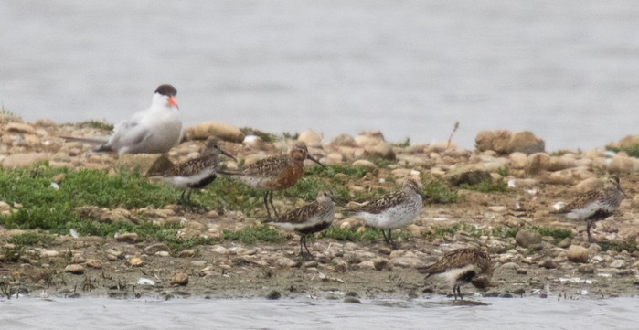 White-rumped Sandpiper