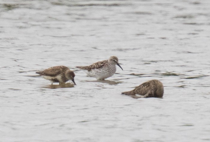 White-rumped Sandpiper