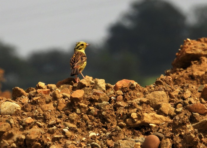 Yellowhammer