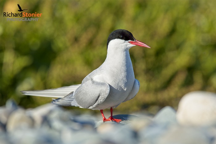Arctic Tern
