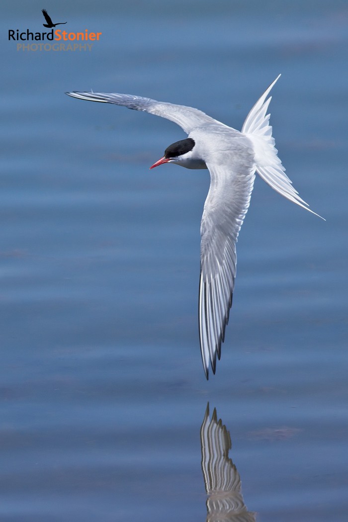 Arctic Tern