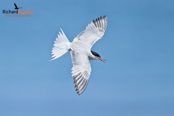Common Tern