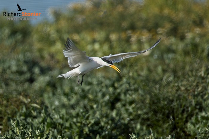 Elegant Tern