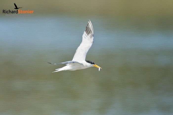 Elegant Tern