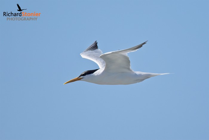 Elegant Tern