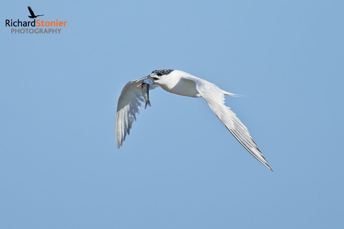 Sandwich Tern