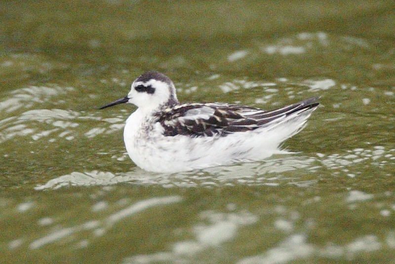 Red-necked Phalarope