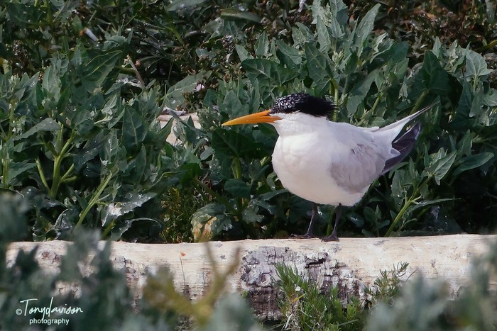 Elegant Tern