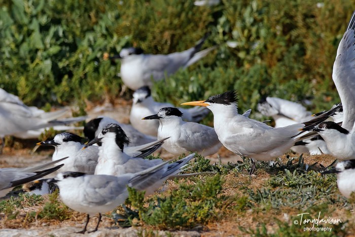 Elegant Tern