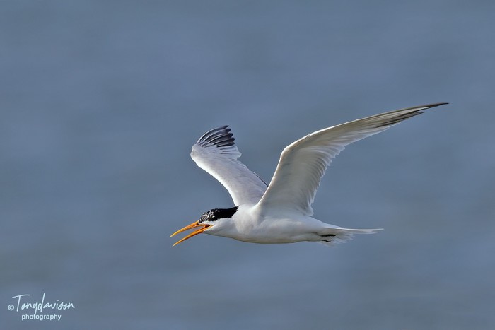 Elegant Tern