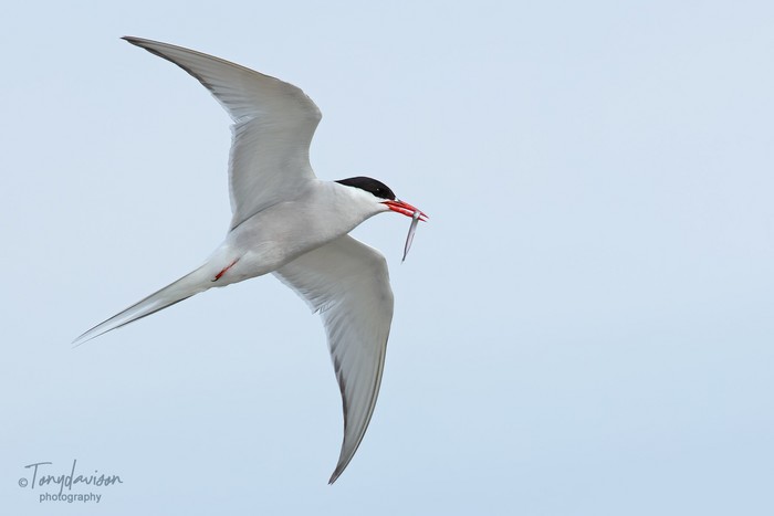 Arctic Tern