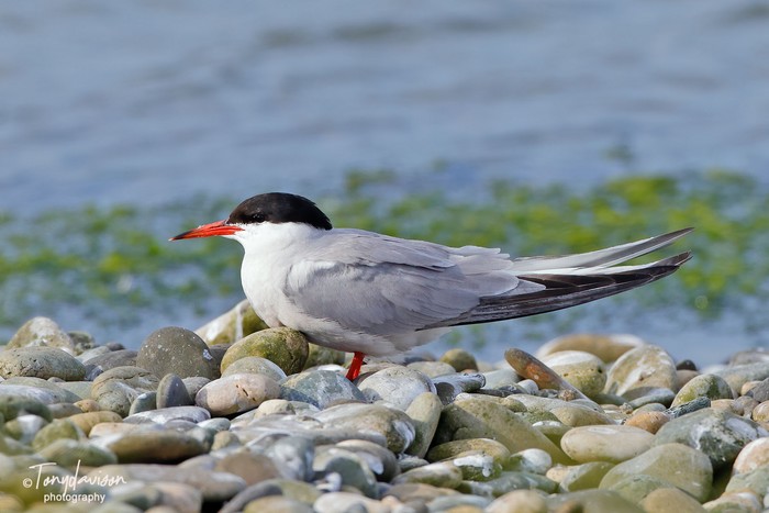 Common Tern
