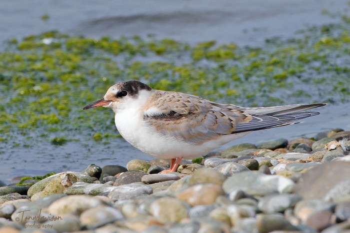Common Tern