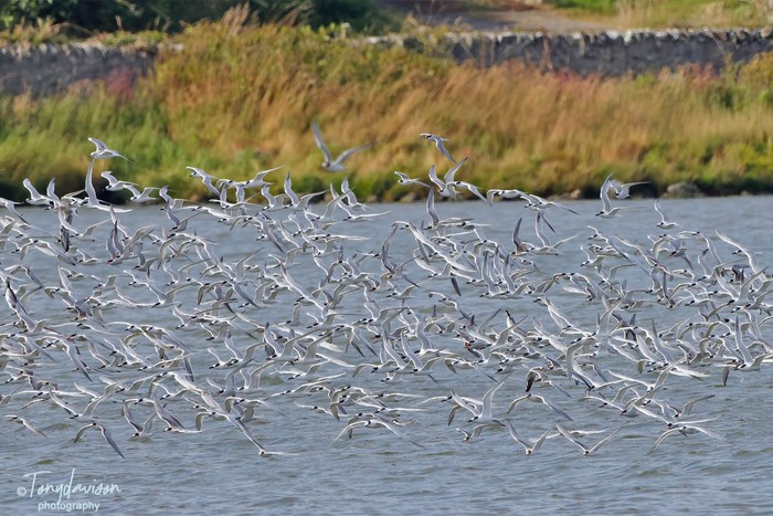 Terns