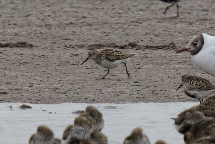 Western Sandpiper