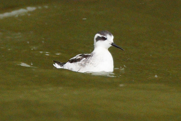 Red-necked Phalarope