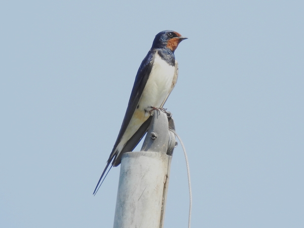 Swallow