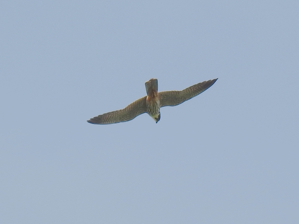 Hobby
